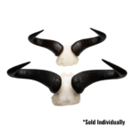 Real Blue Wildebeest Skull Plate