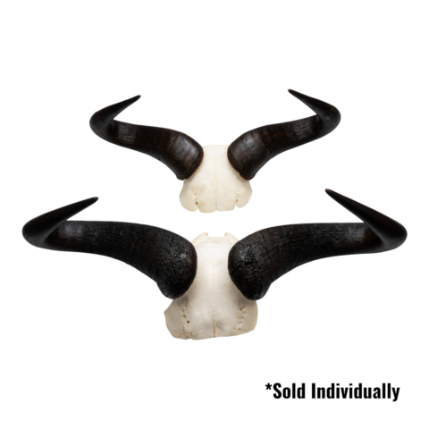 Real Blue Wildebeest Skull Plate