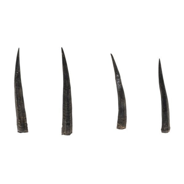 Real Steenbok Horn – Single