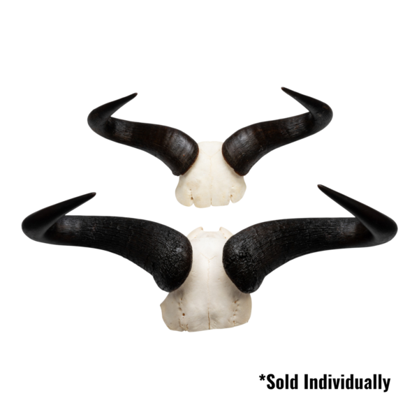 Real Blue Wildebeest Skull Plate