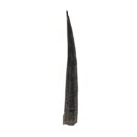 Real Steenbok Horn – Single