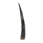 Real Steenbok Horn – Single