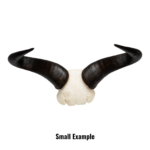 Real Blue Wildebeest Skull Plate