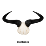 Real Blue Wildebeest Skull Plate