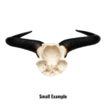 Real Blue Wildebeest Skull Plate