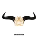 Real Blue Wildebeest Skull Plate