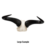 Real Blue Wildebeest Skull Plate