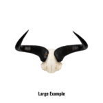 Real Blue Wildebeest Skull Plate