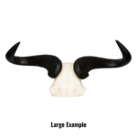 Real Blue Wildebeest Skull Plate