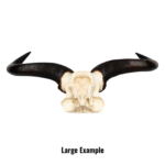 Real Blue Wildebeest Skull Plate