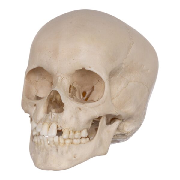 Real Human Child Skull – 298 g