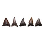 Real Megalodon Tooth – Extra Small