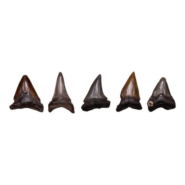 Real Megalodon Tooth – Extra Small