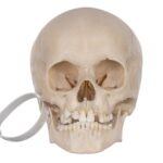 Real Human Child Skull – 298 g
