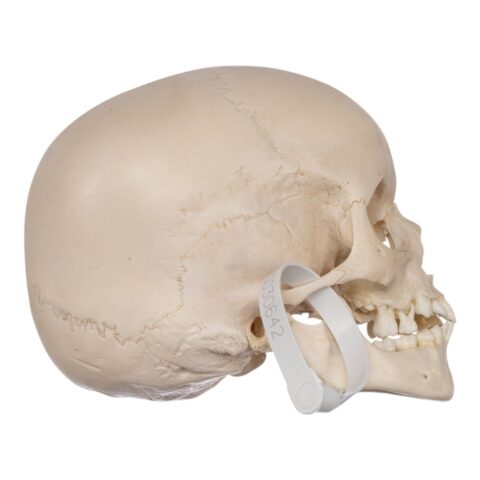 Real Human Child Skull - 298 g