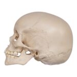 Real Human Child Skull – 298 g