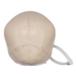 Real Human Child Skull – 298 g