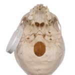 Real Human Child Skull – 298 g