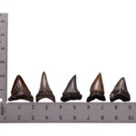 Real Megalodon Tooth – Extra Small