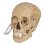 Real Human Child Skull – 432 g