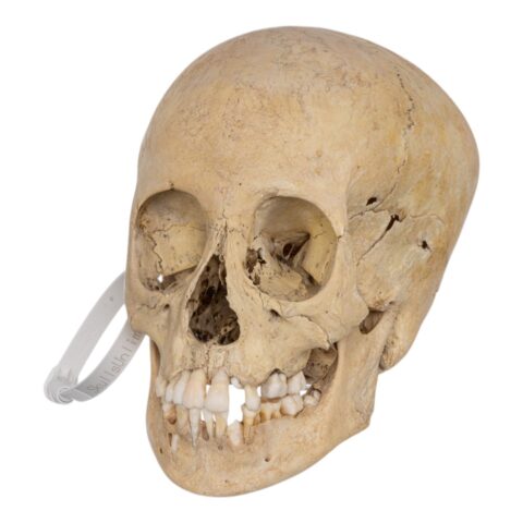 Real Human Child Skull - 432 g