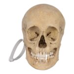 Real Human Child Skull – 432 g