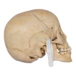 Real Human Child Skull – 432 g
