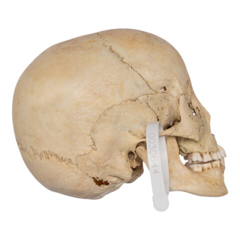 Real Human Child Skull - 432 g