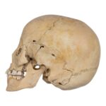 Real Human Child Skull – 432 g