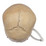 Real Human Child Skull – 432 g