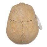 Real Human Child Skull – 432 g