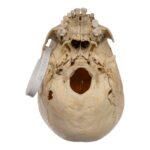 Real Human Child Skull – 432 g