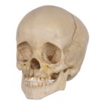 Real Human Child Skull – 238 g
