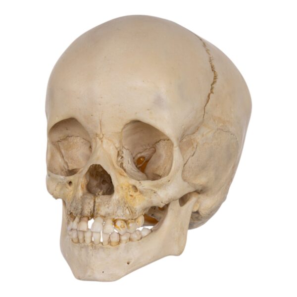 Real Human Child Skull – 238 g