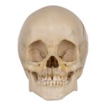 Real Human Child Skull – 238 g