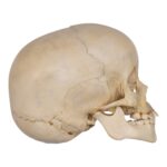 Real Human Child Skull – 238 g