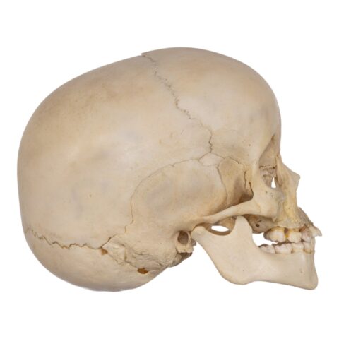 Real Human Child Skull - 238 g