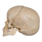 Real Human Child Skull – 238 g