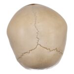 Real Human Child Skull – 238 g