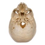 Real Human Child Skull – 238 g