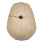 Real Human Child Skull – 238 g