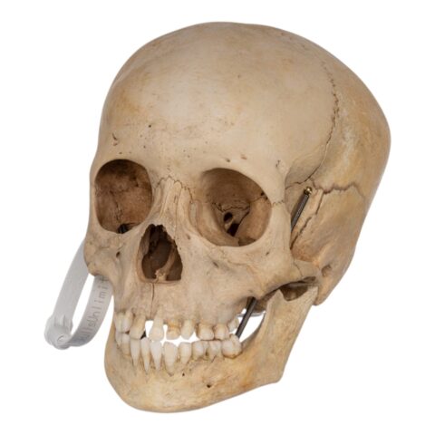 Real Human Child Skull - 400 g