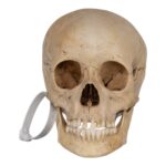 Real Human Child Skull – 400 g