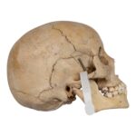 Real Human Child Skull – 400 g