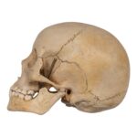 Real Human Child Skull – 400 g