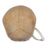Real Human Child Skull – 400 g