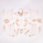 Real Human Skeleton – Custom Disarticulated