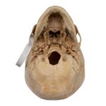 Real Human Child Skull – 400 g