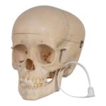 Real Human Child Skull – 316 g
