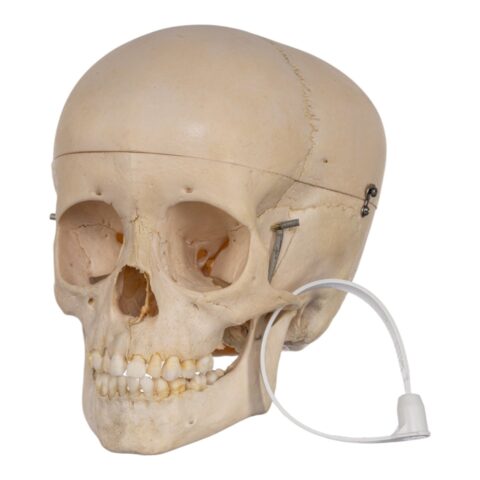 Real Human Child Skull - 316 g